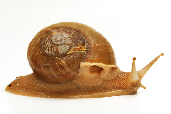Hemiplecta distincta